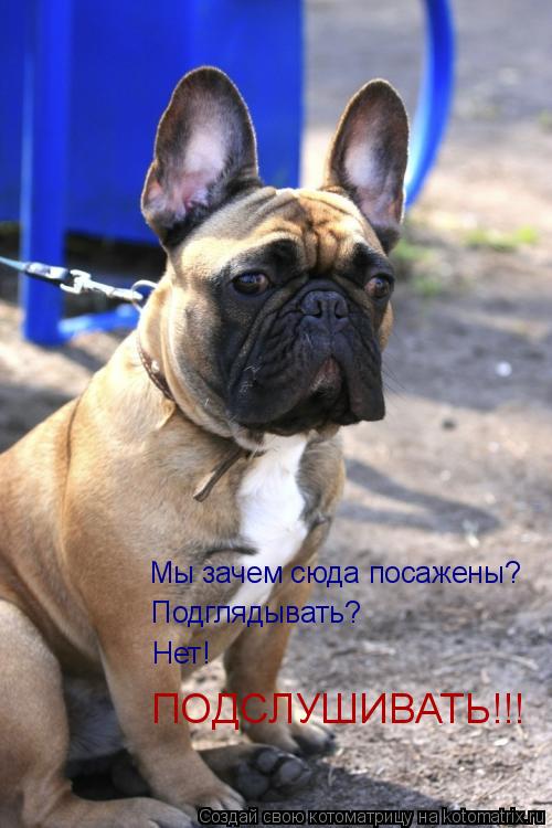 Мы зачем сюда посажены? Подглядывать? Нет! ПОДСЛУШИВАТЬ!!!... Котоматрица: Мы зачем сюда посажены? Подглядывать? Нет! ПОДСЛУШИВАТЬ!!!