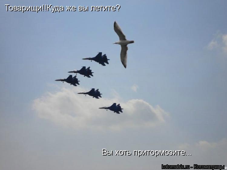 Товарищи!!Куда же вы летите? Вы хоть притормозите...... Котоматрица: Товарищи!!Куда же вы летите? Вы хоть притормозите...