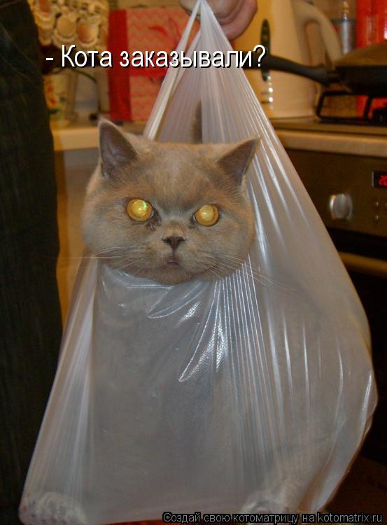 - Кота заказывали?... Котоматрица: - Кота заказывали?