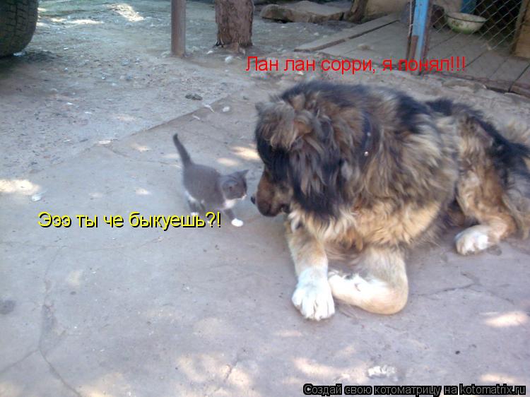 Эээ ты че быкуешь?! Лан лан сорри, я понял!!!... Котоматрица: Эээ ты че быкуешь?! Лан лан сорри, я понял!!!