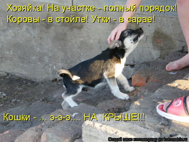 Хозяйка! На участке - полный порядок! Коровы - в стойле! Утки - в сарае! Кошки - ... э-э-э.... НА КР... Котоматрица: Хозяйка! На участке - полный порядок! Коровы - в стойле! Утки - в сарае! Кошки - ... э-э-э.... НА КРЫШЕ!!!
