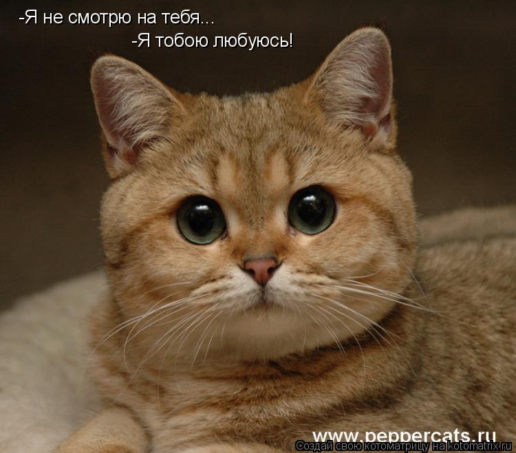 -Я не смотрю на тебя... -Я тобою любуюсь!... Котоматрица: -Я не смотрю на тебя... -Я тобою любуюсь!