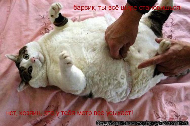 барсик, ты всё шире становишься! нет, хозяин, это у тебя метр всё усыхает!... Котоматрица: барсик, ты всё шире становишься! нет, хозяин, это у тебя метр всё усыхает!