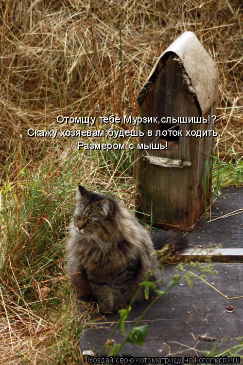 Отомщу тебе Мурзик,слышишь!? Скажу хозяевам,будешь в лоток ходить, Размером с мышь!... Котоматрица: Отомщу тебе Мурзик,слышишь!? Скажу хозяевам,будешь в лоток ходить, Размером с мышь!