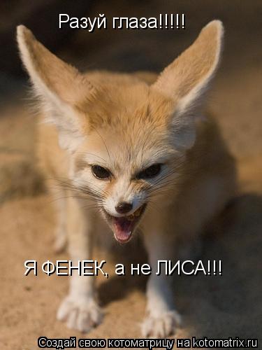 Разуй глаза!!!!! Я ФЕНЕК, а не ЛИСА!!!... Котоматрица: Разуй глаза!!!!! Я ФЕНЕК, а не ЛИСА!!!
