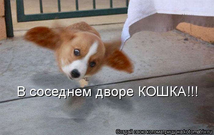 В соседнем дворе КОШКА!!!... Котоматрица: В соседнем дворе КОШКА!!!
