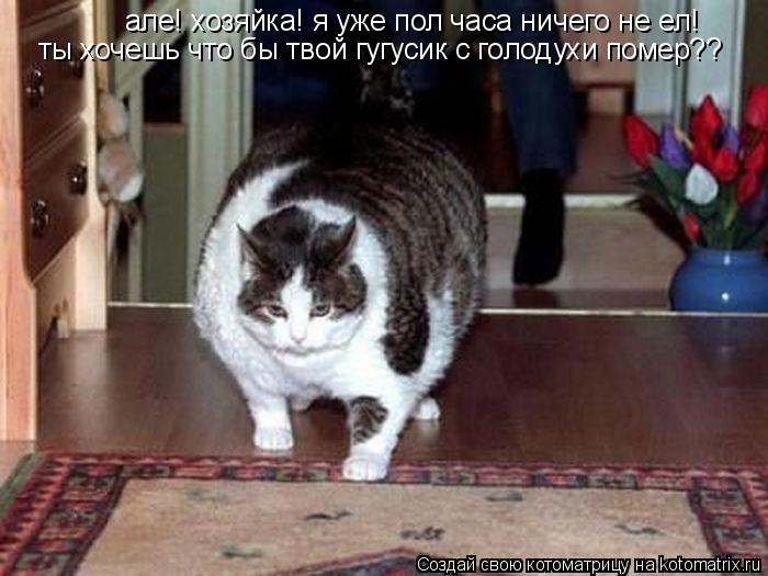 але! хозяйка! я уже пол часа ничего не ел! ты хочешь что бы твой гугусик с голодухи помер??... Котоматрица: але! хозяйка! я уже пол часа ничего не ел! ты хочешь что бы твой гугусик с голодухи помер??