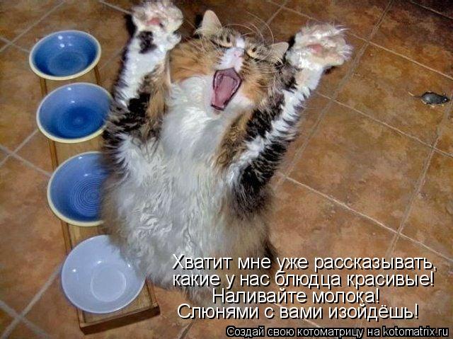 Хватит мне уже рассказывать, какие у нас блюдца красивые! Наливайте молока! Слюнями с вами изойдёшь!... Котоматрица: Хватит мне уже рассказывать, какие у нас блюдца красивые! Наливайте молока! Слюнями с вами изойдёшь!