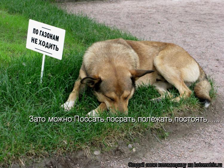 Зато можно:Поссать,посрать,полежать,постоять,......... Котоматрица: Зато можно:Поссать,посрать,полежать,постоять,......