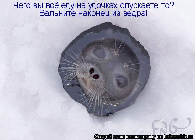 Чего вы всё еду на удочках опускаете-то? Вальните наконец из ведра!... Котоматрица: Чего вы всё еду на удочках опускаете-то? Вальните наконец из ведра!