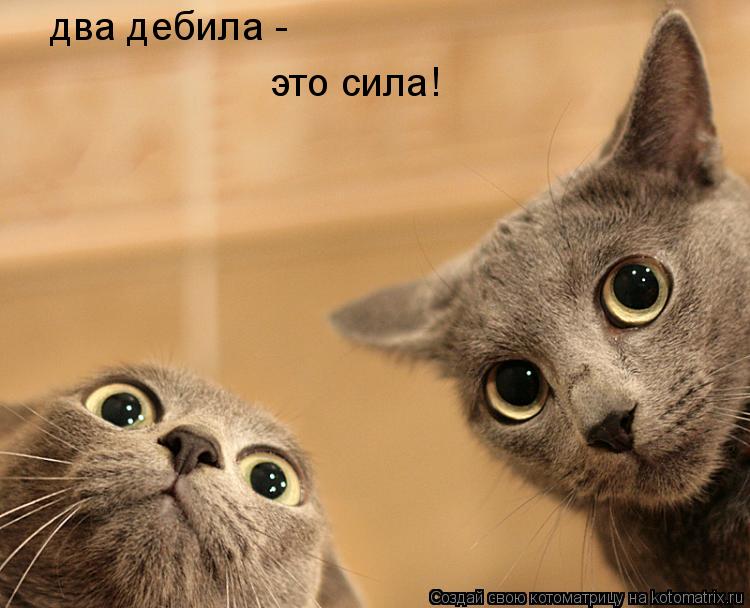 два дебила - это сила!... Котоматрица: два дебила - это сила!