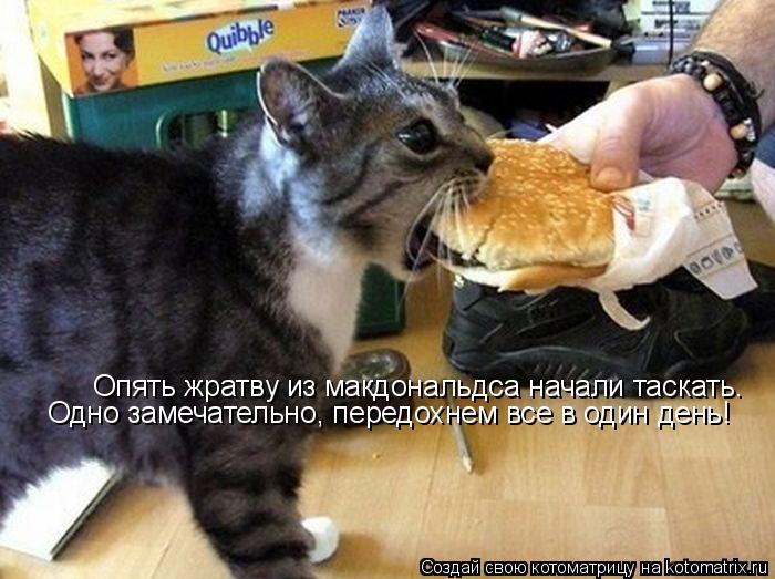 Опять жратву из макдональдса начали таскать. Одно замечательно, передохнем все в один день!... Котоматрица: Опять жратву из макдональдса начали таскать. Одно замечательно, передохнем все в один день!