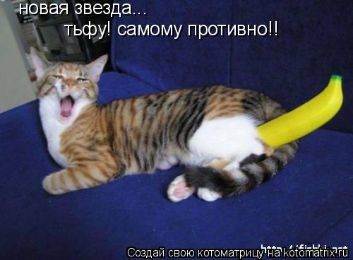 новая звезда... тьфу! самому противно!!... Котоматрица: новая звезда... тьфу! самому противно!!