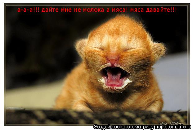 а-а-а!!! дайте мне не молока а мяса! мяса давайте!!!... Котоматрица: а-а-а!!! дайте мне не молока а мяса! мяса давайте!!!