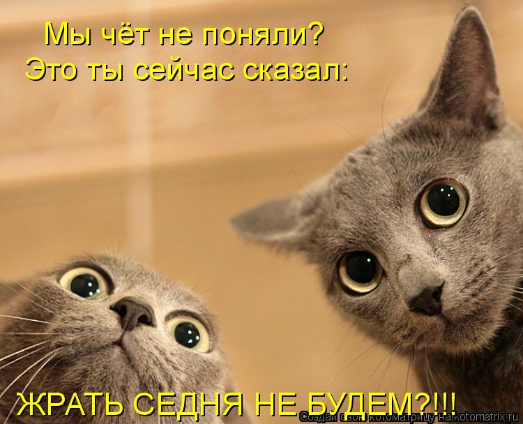 Котоматрица: Мы чёт не поняли? Это ты сейчас сказал: ЖРАТЬ СЕДНЯ НЕ БУДЕМ?!!!