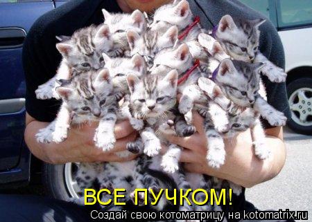 Котоматрица: ВСЕ ПУЧКОМ!