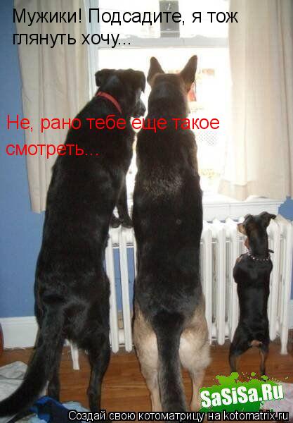 Котоматрица: Мужики! Подсадите, я тож  глянуть хочу...  Не, рано тебе еще такое смотреть...