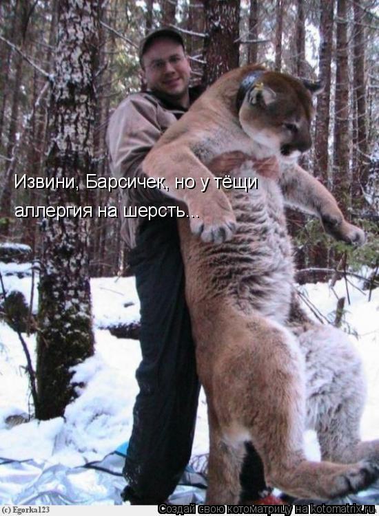 Котоматрица: Извини, Барсичек, но у тёщи  аллергия на шерсть...