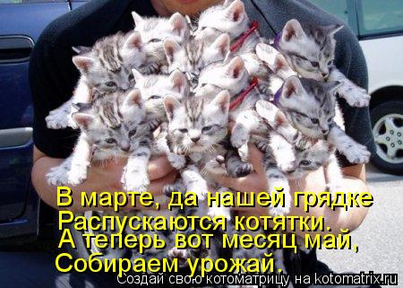 Котоматрица: В марте, да нашей грядке Распускаются котятки. А теперь вот месяц май, Собираем урожай.