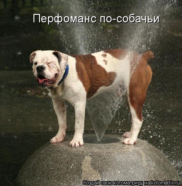 Котоматрица: Перфоманс по-собачьи