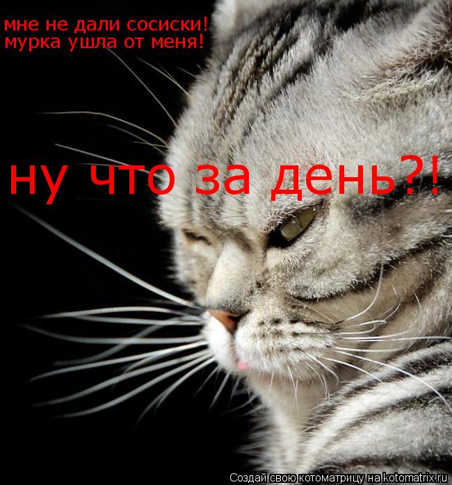 Котоматрица: мне не дали сосиски! мурка ушла от меня! ну что за день?!