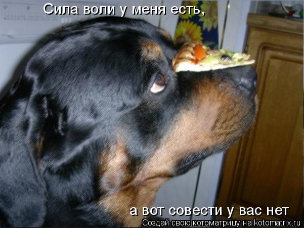 Котоматрица: Сила воли у меня есть, а вот совести у вас нет Сила воли у меня есть, Сила воли у меня есть, а вот совести у вас нет