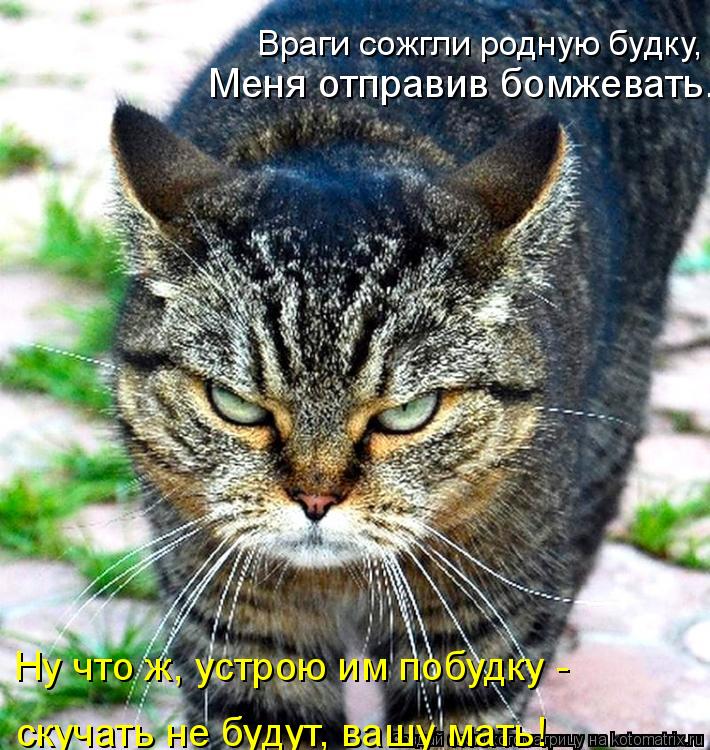 Котоматрица: Ну что ж, устрою им побудку -  скучать не будут, вашу мать! Меня отправив бомжевать... Враги сожгли родную будку,
