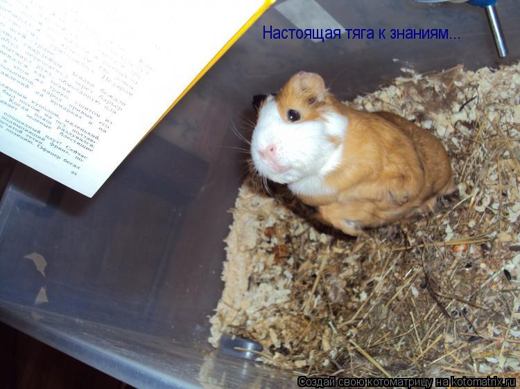 Котоматрица: Настоящая тяга к знаниям... Настоящая тяга к знаниям...
