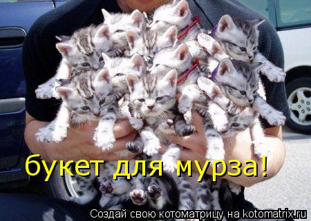 Котоматрица: букет для мурза!