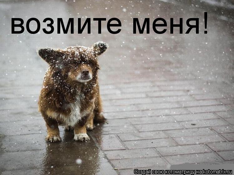 Котоматрица: возмите меня!