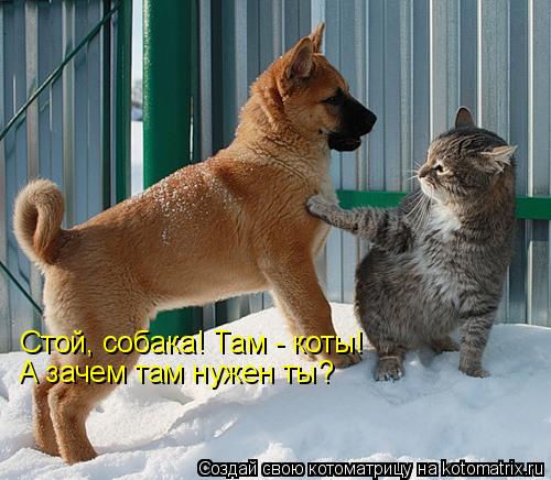 Котоматрица: Стой, собака! Там - коты!  А зачем там нужен ты?