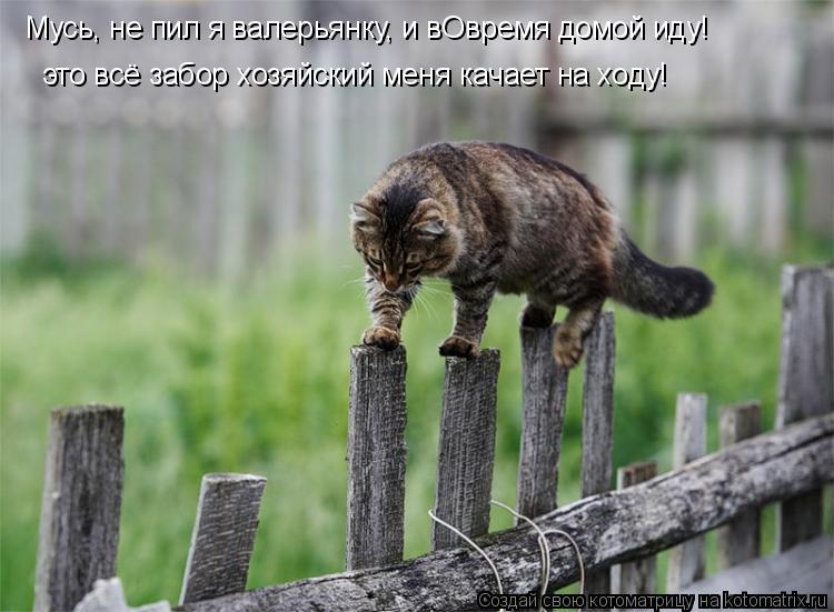 Котоматрица: это всё забор хозяйский меня качает на ходу! Мусь, не пил я валерьянку, и вОвремя домой иду!