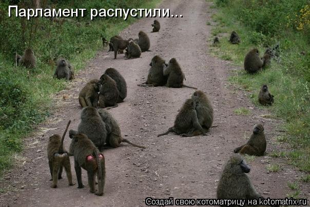 Котоматрица: Парламент распустили...