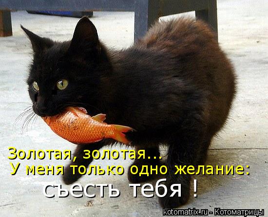 Золотая, золотая... съесть тебя ! У меня только одно желание:... Котоматрица: Золотая, золотая... съесть тебя ! У меня только одно желание: