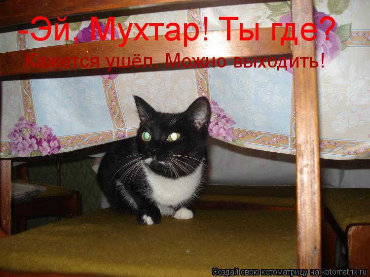-Эй, Мухтар! Ты где? Кажется ушёл. Можно выходить!... Котоматрица: -Эй, Мухтар! Ты где? Кажется ушёл. Можно выходить!