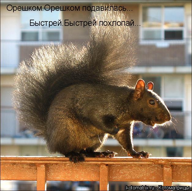 Котоматрица: Орешком.Орешком подавилась... Быстрей.Быстрей похлопай...