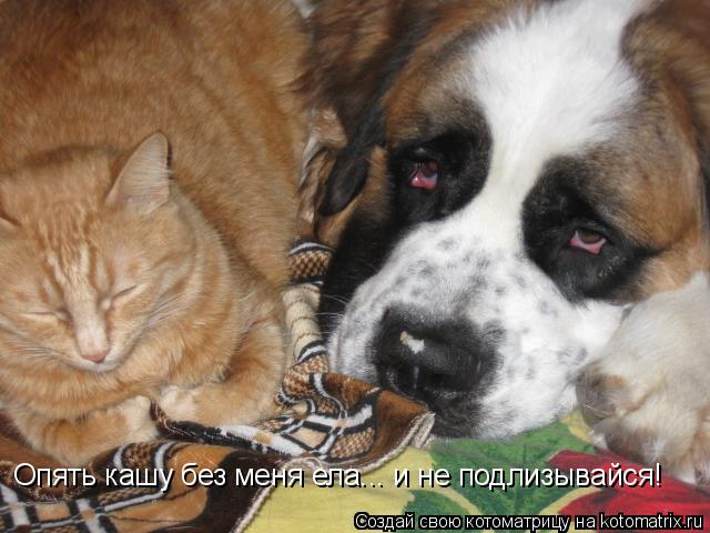 Опять кашу без меня ела... и не подлизывайся!... Котоматрица: Опять кашу без меня ела... и не подлизывайся!