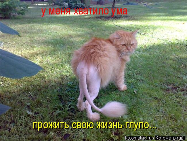 Котоматрица: у меня хватило ума прожить свою жизнь глупо...