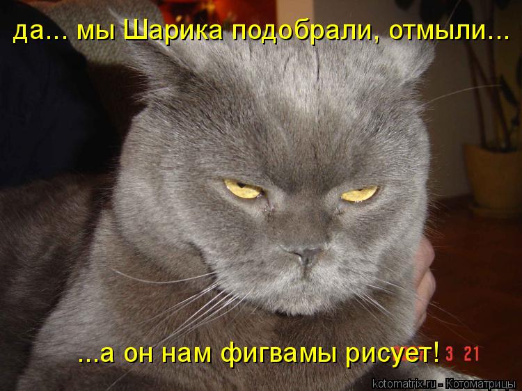 Котоматрица: да... мы Шарика подобрали, отмыли... ...а он нам фигвамы рисует!