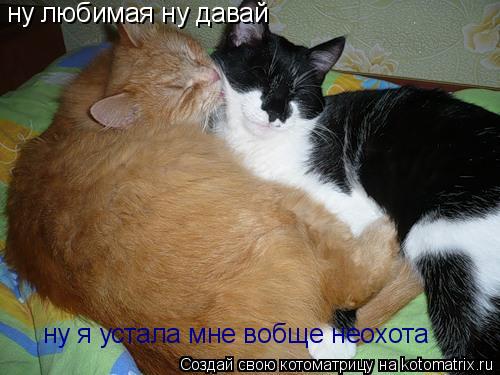 Котоматрица: ну любимая ну давай ну я устала мне вобще неохота