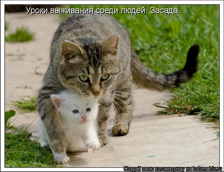 Котоматрица: Уроки выживания среди людей. Засада.