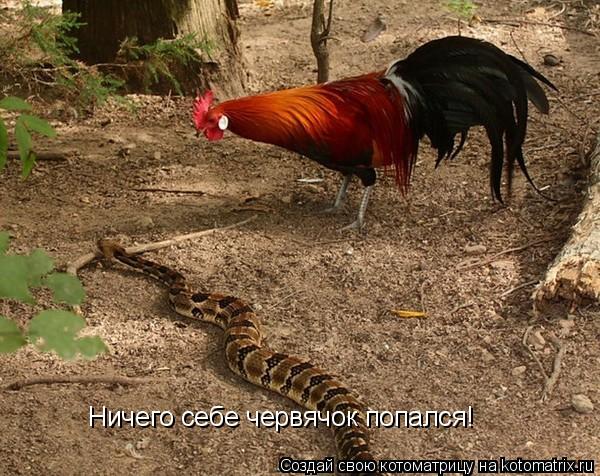 Котоматрица: Ничего себе червячок попался!
