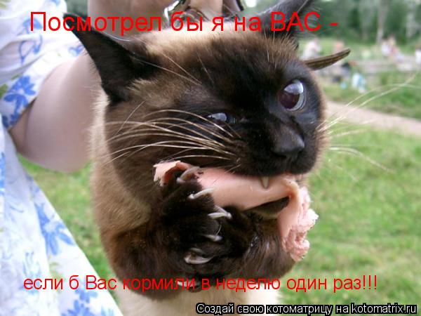 Котоматрица: Посмотрел бы я на ВАС -  если б Вас кормили в неделю один раз!!!