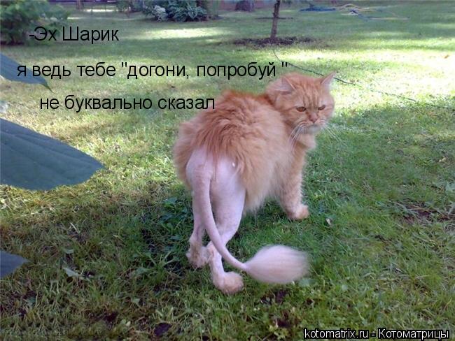 Котоматрица: -Эх Шарик я ведь тебе "догони, попробуй " не буквально сказал
