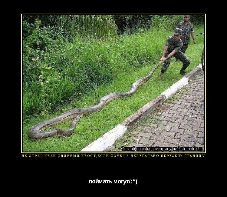 не отращивай длинный хвост,если хочешь нелегально пересечь границу поймать могут/:^)... Котоматрица: не отращивай длинный хвост,если хочешь нелегально пересечь границу поймать могут/:^)