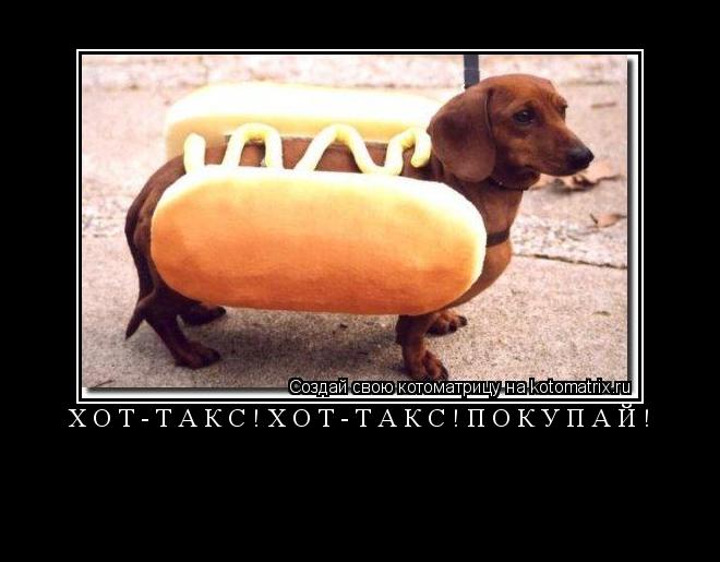 хот-такс!хот-такс!покупай! ... Котоматрица: хот-такс!хот-такс!покупай!