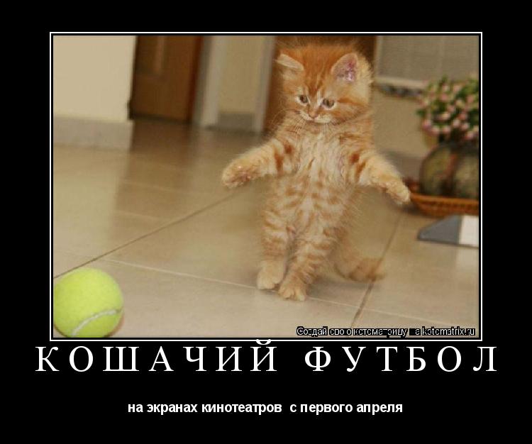 кошачий футбол на экранах кинотеатров с первого апреля... Котоматрица: кошачий футбол на экранах кинотеатров с первого апреля