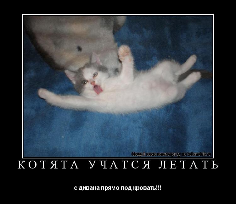 Котята учатся летать с дивана прямо под кровать!!!... Котоматрица: Котята учатся летать с дивана прямо под кровать!!!
