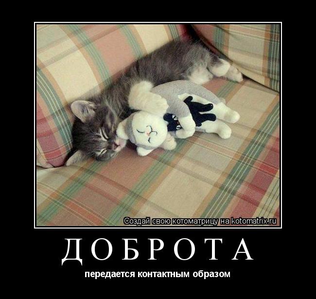Котоматрица: доброта передается контактным образом
