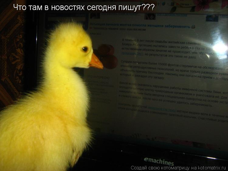 Котоматрица: Что там в новостях сегодня пишут???